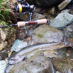 雪の残る渓流でイワナ爆釣 ～九頭竜川水系～